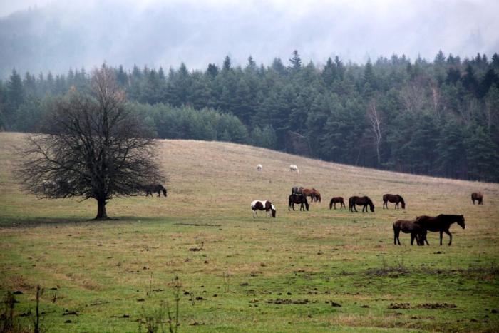 Agroturystyka Elzbieta I Juliusz มูเชนา ภายนอก รูปภาพ